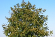 Walnut-tree