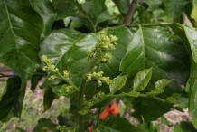 Wampee-flower-buds