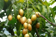 Wampee-fruit