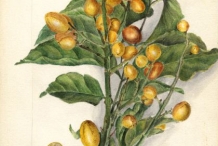 Wampee-plant-illustration