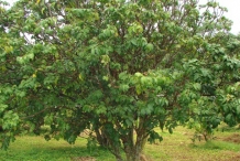 Wampee-tree
