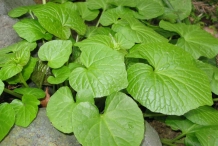 Leaves-of-Wasabi