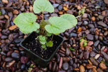 Seedlings-of-Wasabi