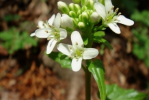 Wasabi-close-up-flower