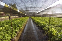 Wasabi-farm