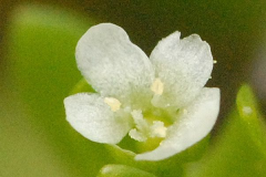 Closer-view-of-Water-blinks-flower