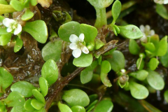 Flower-of-Water-blinks