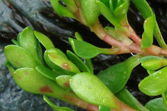 Leaves-of-Water-blinks