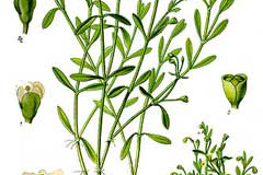 Plant-Illustration-of-Water-blinks
