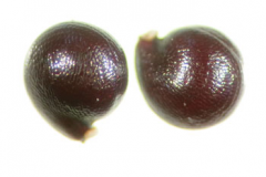 Seeds-of-Water-blinks