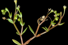 Stem-of-Water-blinks
