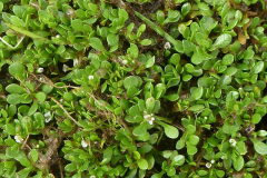 Water-blinks-plant-growing-wild