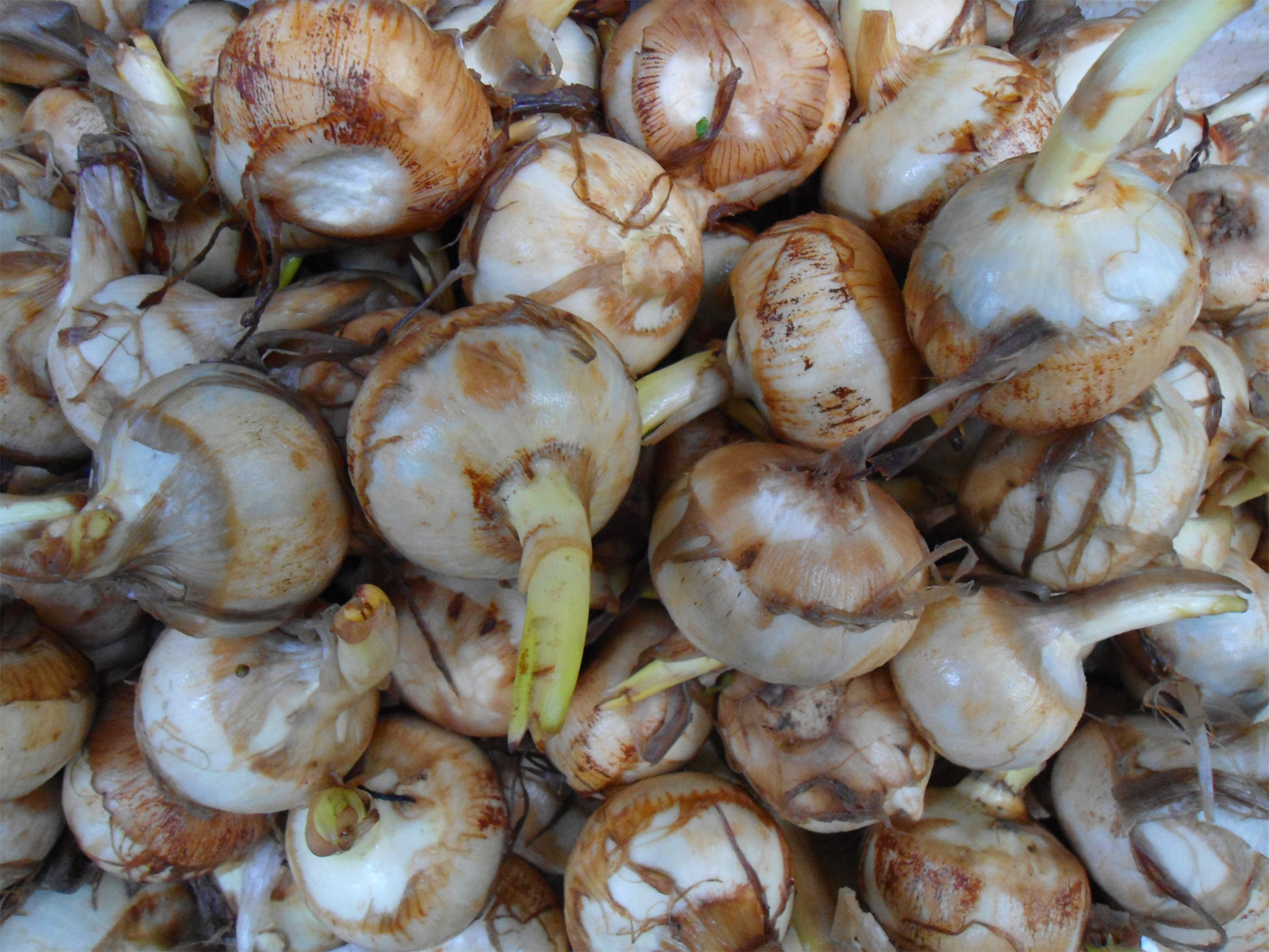 Bulbs-of-Water-Chestnut