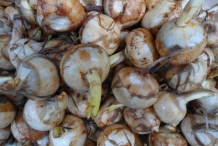 Bulbs-of-Water-Chestnut