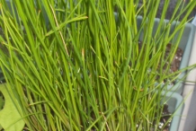 Leaves-of-Water-chestnut