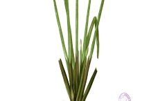 Plant-of-Water-chestnut