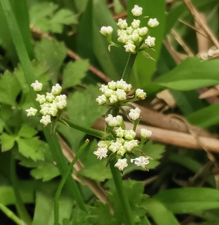 Flowering-buds-of-Water-Dropwort