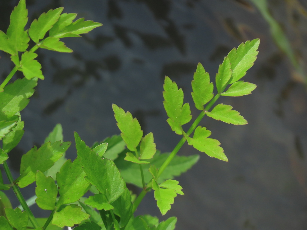 Leaves-of-Water-Dropwort