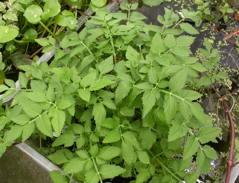 Water-Dropwort-plant