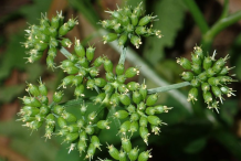 Closer-view-of-Immature-fruits-of-Water-Dropwort