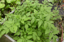 Water-Dropwort-plant