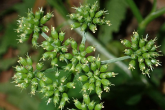 Closer-view-of-Immature-fruits-of-Water-Dropwort