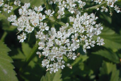 Closer-view-of-flower-of-Water-Dropwort