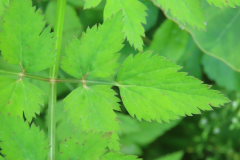 Closer-view-of-leaves-of-Water-Dropwort
