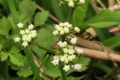 Flowering-buds-of-Water-Dropwort
