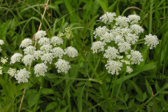 Flowers-of-Water-Dropwort