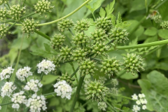 Immature-fruits-of-Water-Dropwort