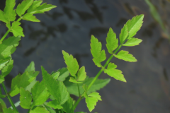 Leaves-of-Water-Dropwort