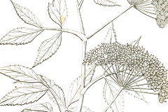Plant-illustration-of-Water-Dropwort