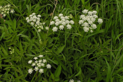 Water-Dropwort-Plant-growing-wild