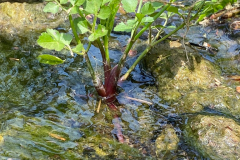 Water-Dropwort-plant-growing-in-water
