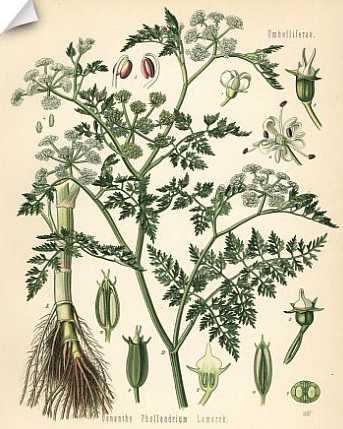 Plant-illustration-of-Water-fennel