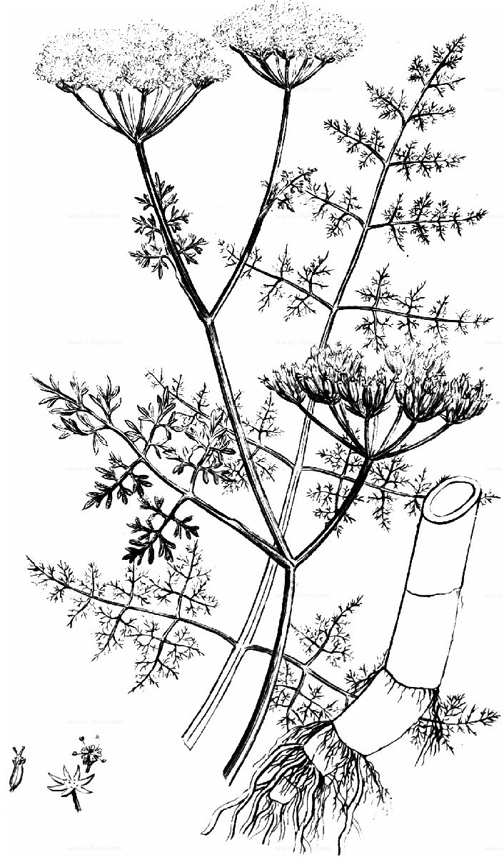 Sketch-of-Water-fennel