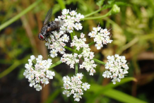 Flowers-of-Water-fennel