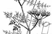 Sketch-of-Water-fennel