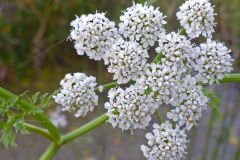 Closer-view-of-flower-of-Water-fennel