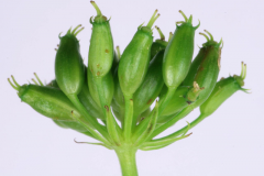 Closer-view-of-immature-fruits-of-Water-fennel