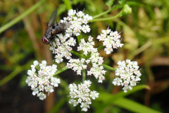 Flowers-of-Water-fennel