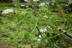 Immature-fruits-of-Water-fennel