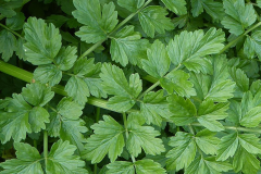Leaves-of-Water-fennel