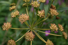 Matured-fruits-of-Water-fennel