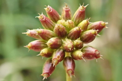 Maturing-fruit-of-Water-fennel