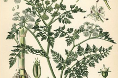 Plant-illustration-of-Water-fennel