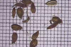Seeds-of-Water-fennel