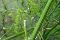 Stem-of-Water-fennel