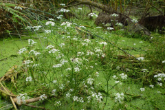 Water-fennel-Plant-growing-wild